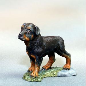 DSM7825 : Rottweiler Dog